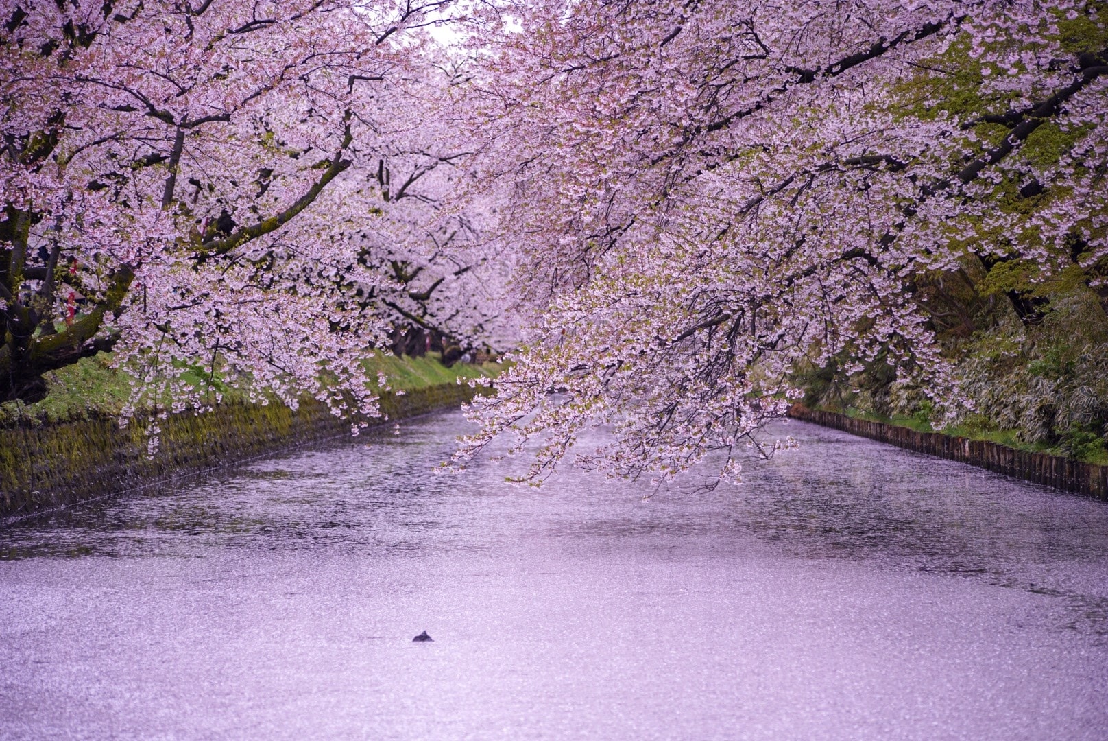 Best Cherry Blossom Spots in Tohoku 2021