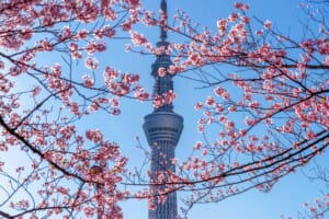 beautiful-cherry-blossoms-tokyo-sky-tree-spring-tokyo-japan