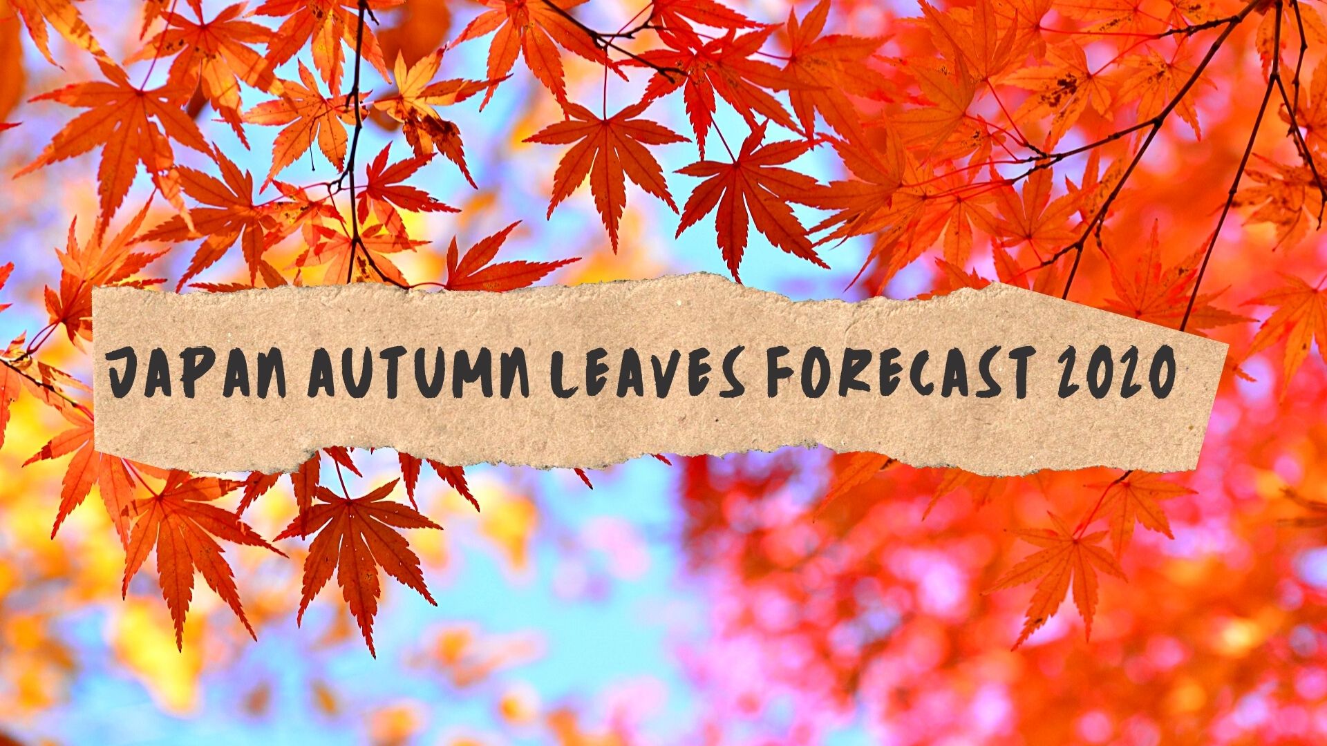 Japan Autumn Leaves Forecast