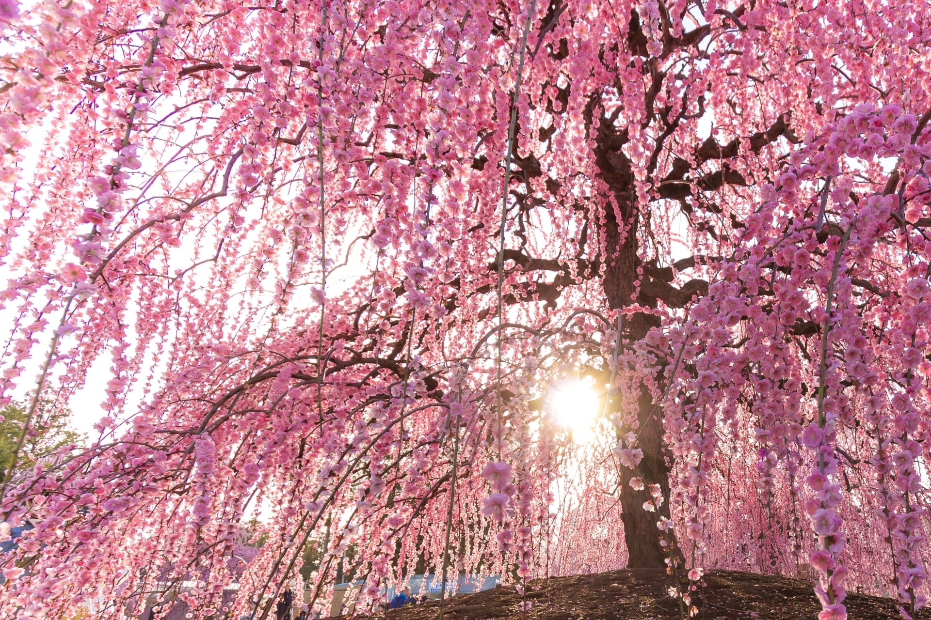 Plum Blossoms in Japan: Best Places to See 2022