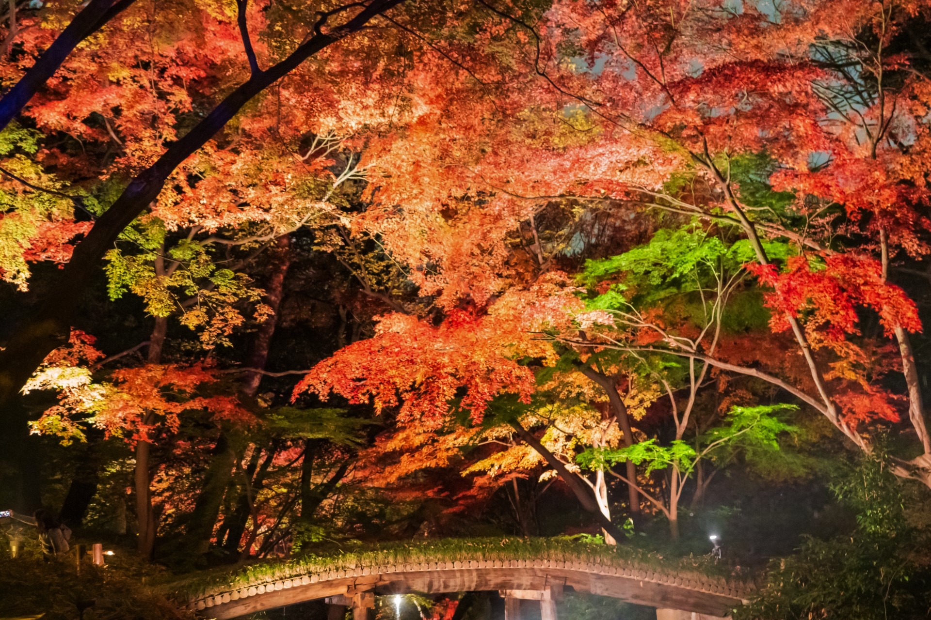 5 Best Places to See Autumn Leaves in Tokyo at Night