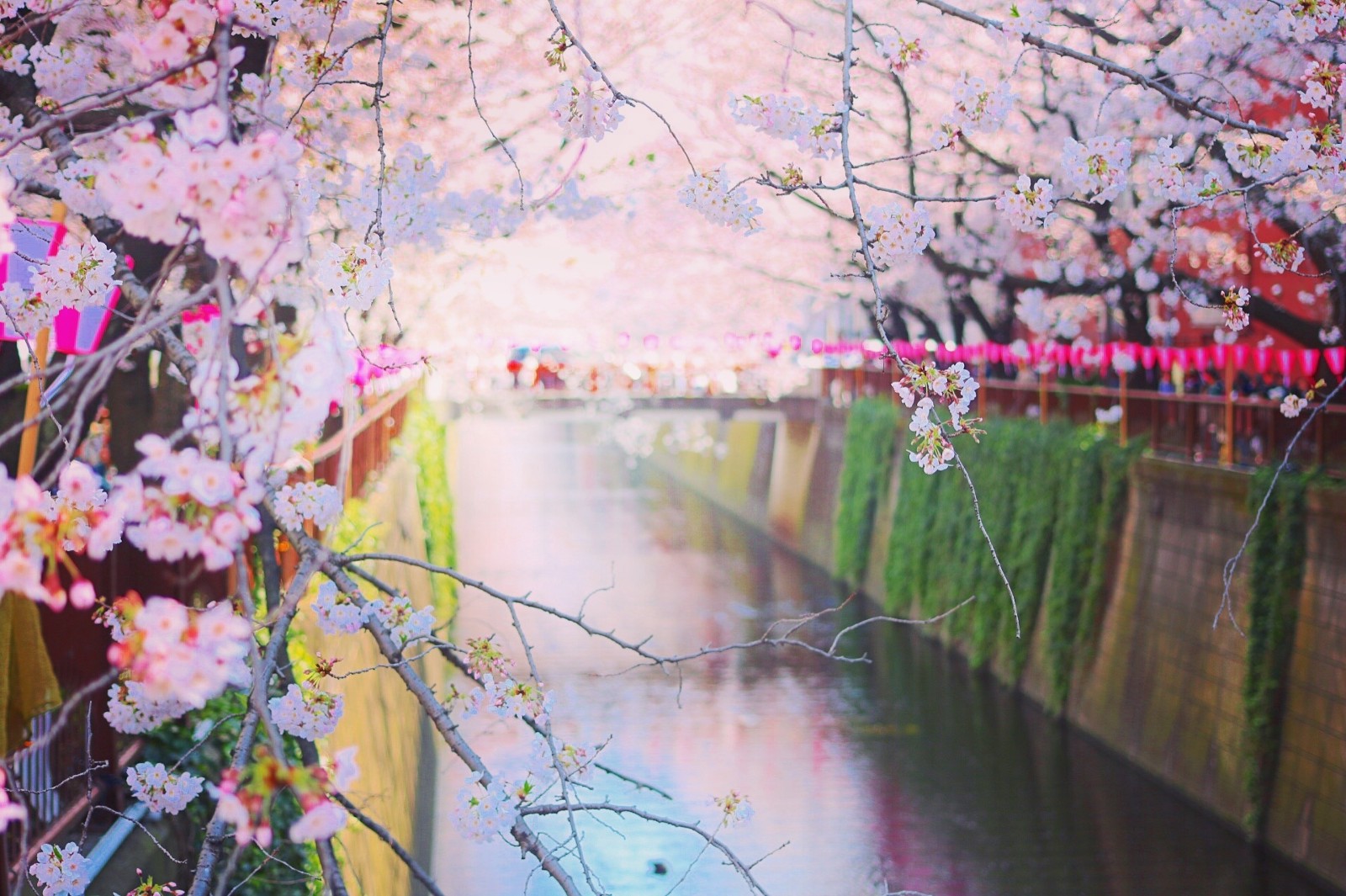 Spring in Japan: 10 Best Things to Do in 2023