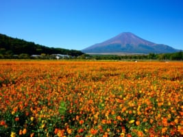 Top 10 Things to Do in Japan in September