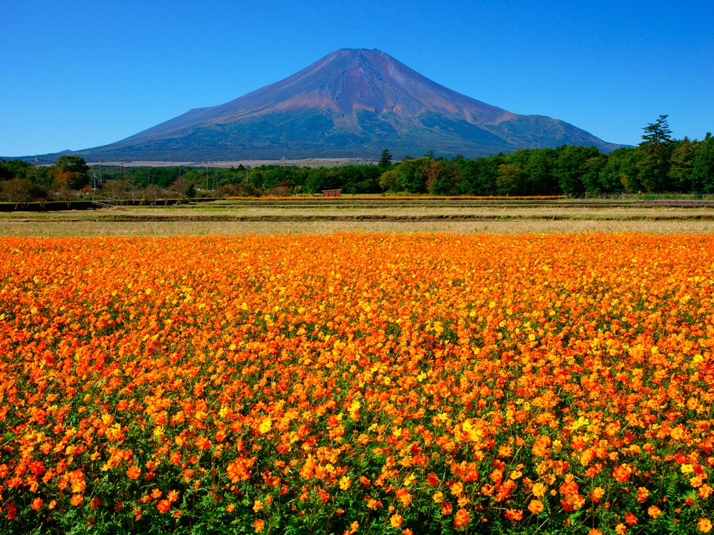The cosmos flower field next to Mt Fuji