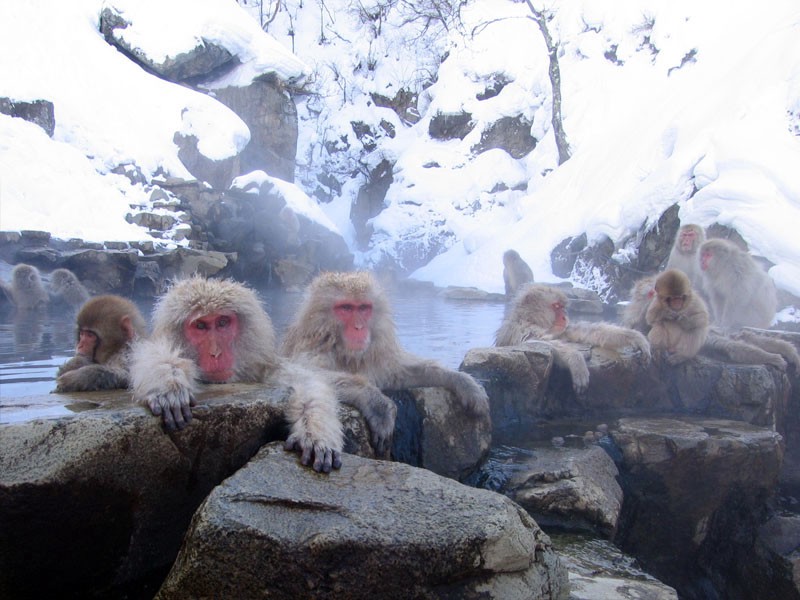Jigokudani Monkey Park: Meet Snow Monkeys