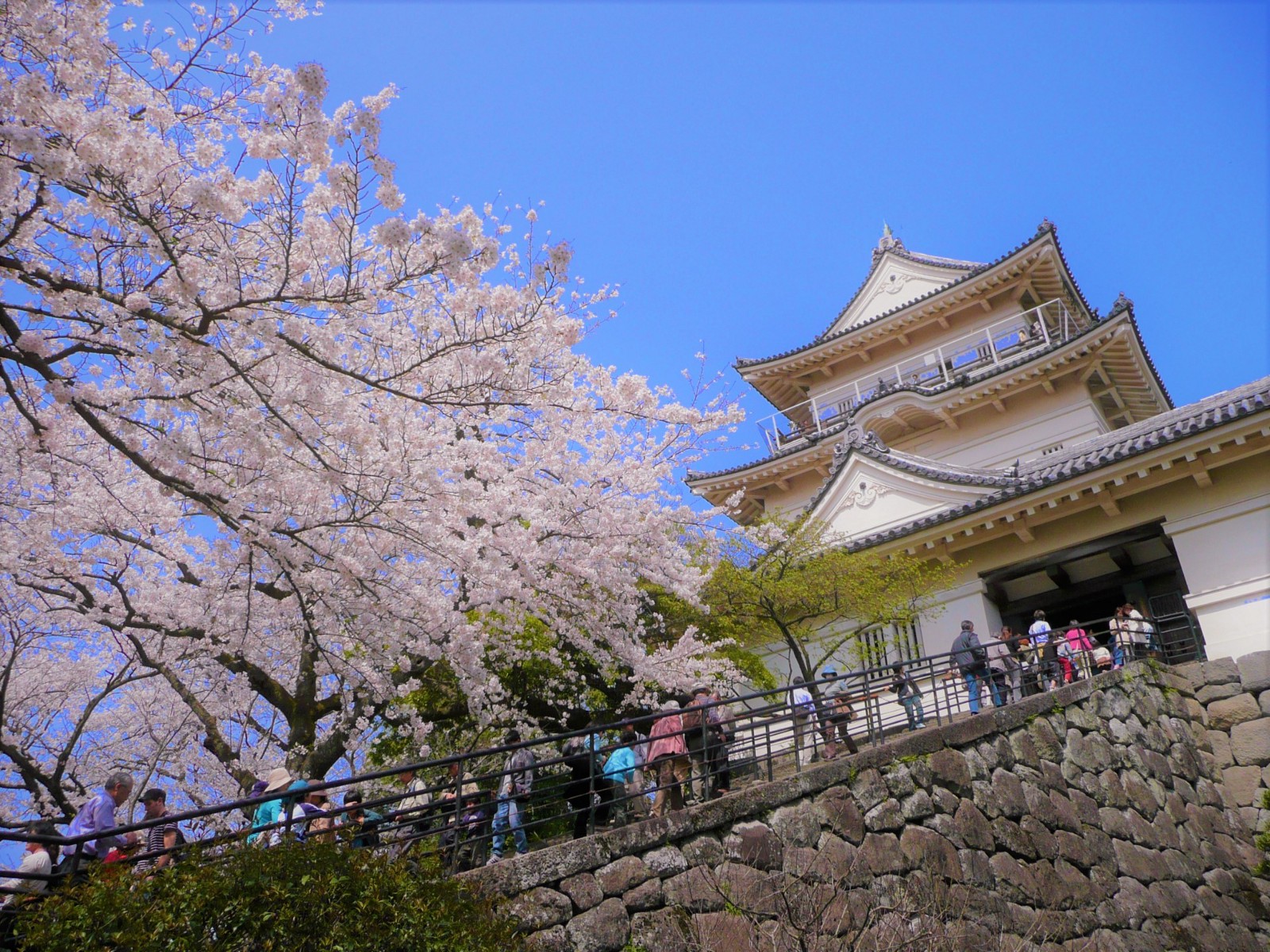 One Day Trips from Tokyo in Spring: Best Cherry Blossom Spots near Tokyo