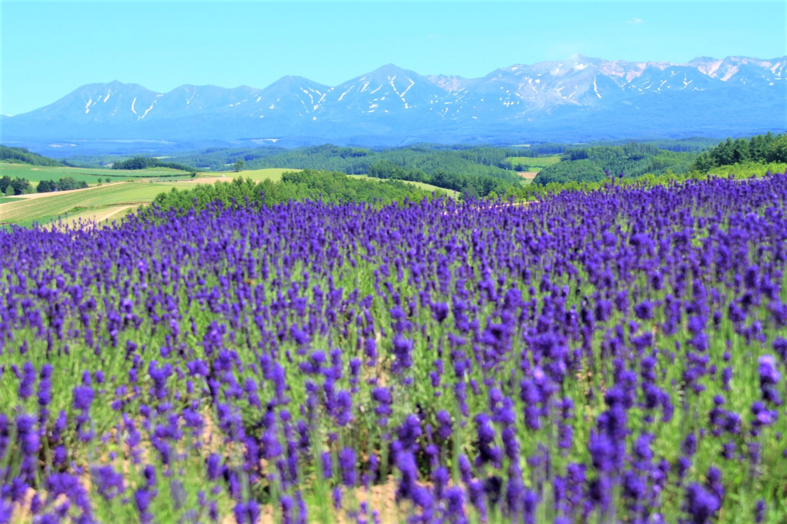 Lavender field in Hokkaido in summer