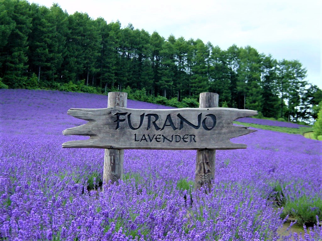 Lavender farm in Furano, Hokkaido