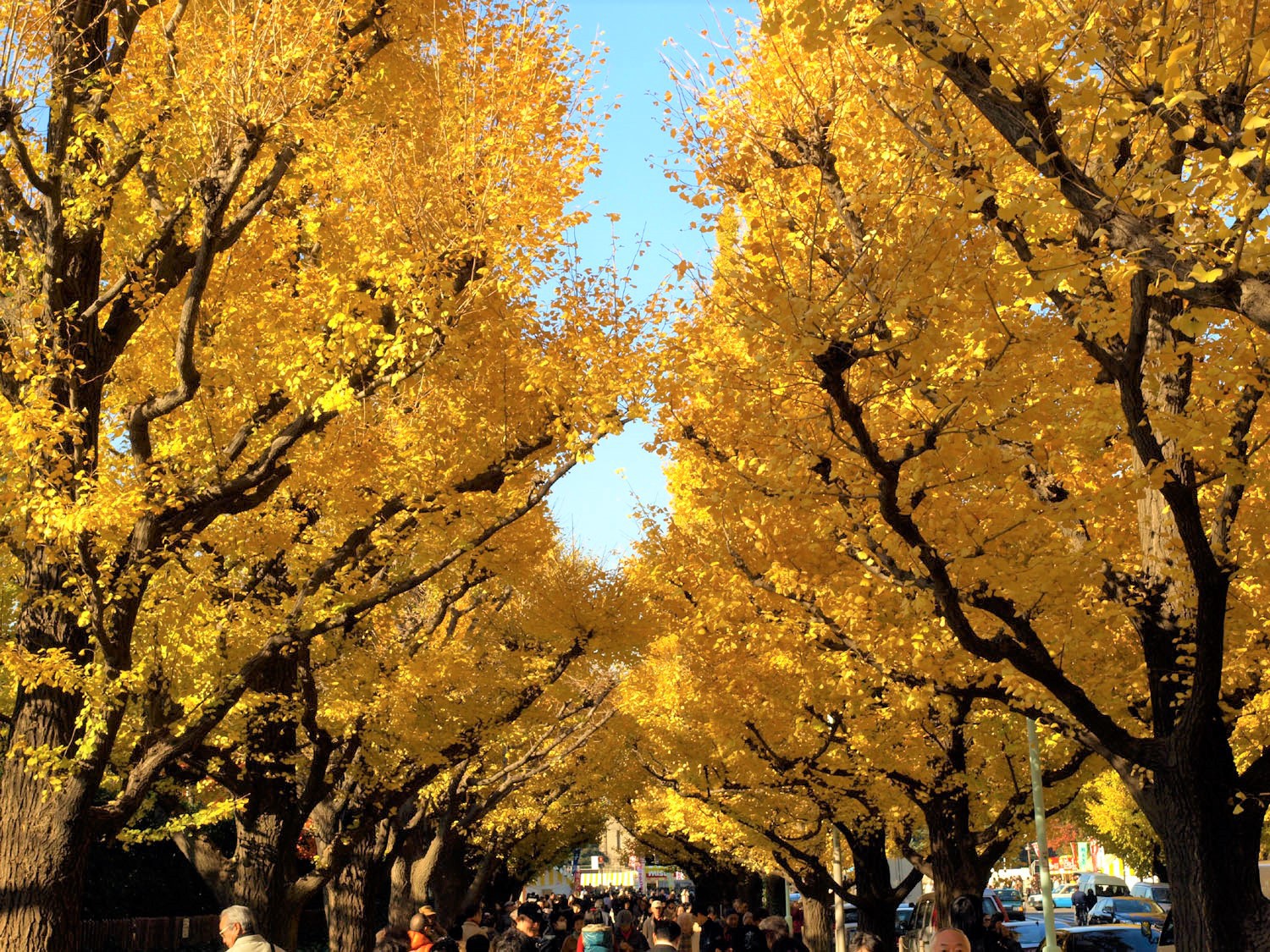 The stunning Ginkgo avenue at Meiji Jingu Gaien Icho Matsuri