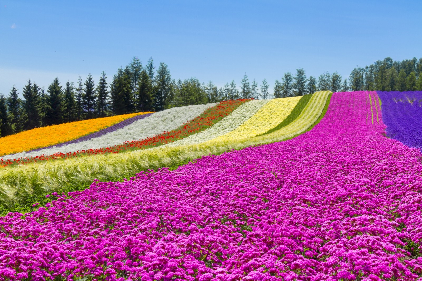 The colourful flower carpet at Tomita Farm, Furano