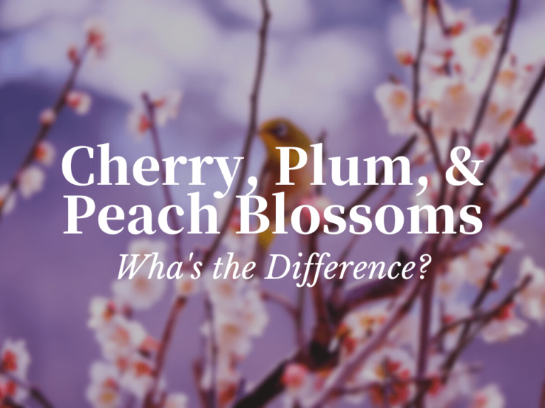 Cherry, Plum and Peach Blossoms What is the Difference