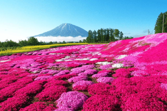 Pink Moss "Shibazakura" in Hokkaido