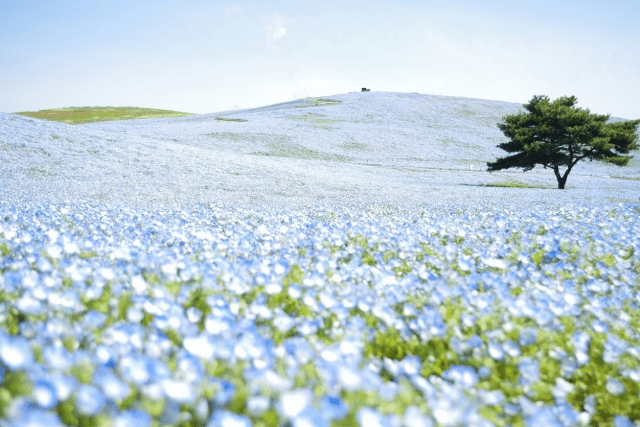 Baby Blue Eyes covered the hill at Hitachi Seaside Park