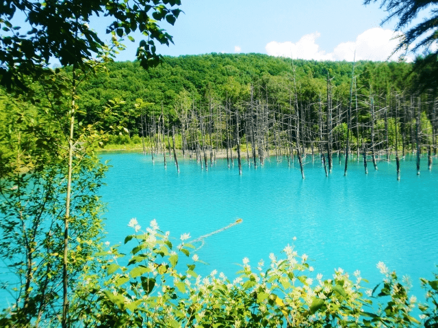 The scenic Blue Pond in Hokkaido