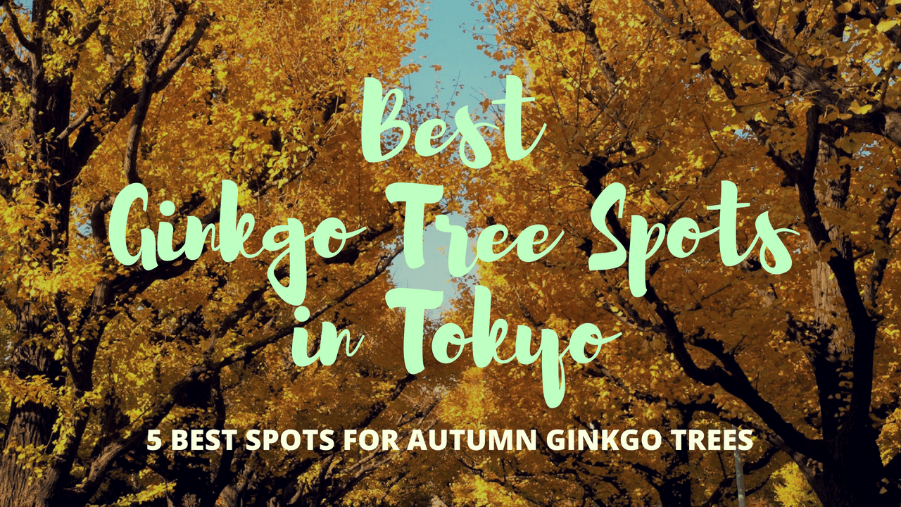 5 Best Spots to Enjoy Autumn Ginkgo Trees in Tokyo!